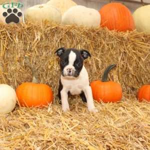 Justin, Boston Terrier Puppy